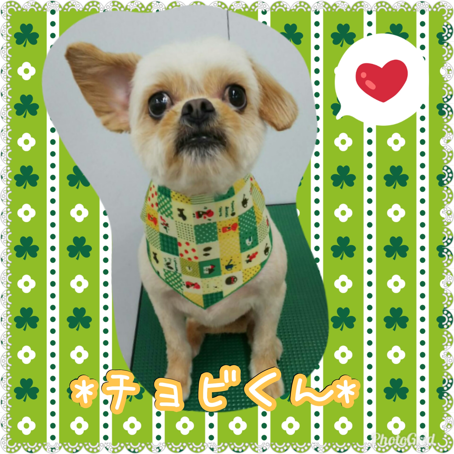 *チョビくん* ショコラBLOG