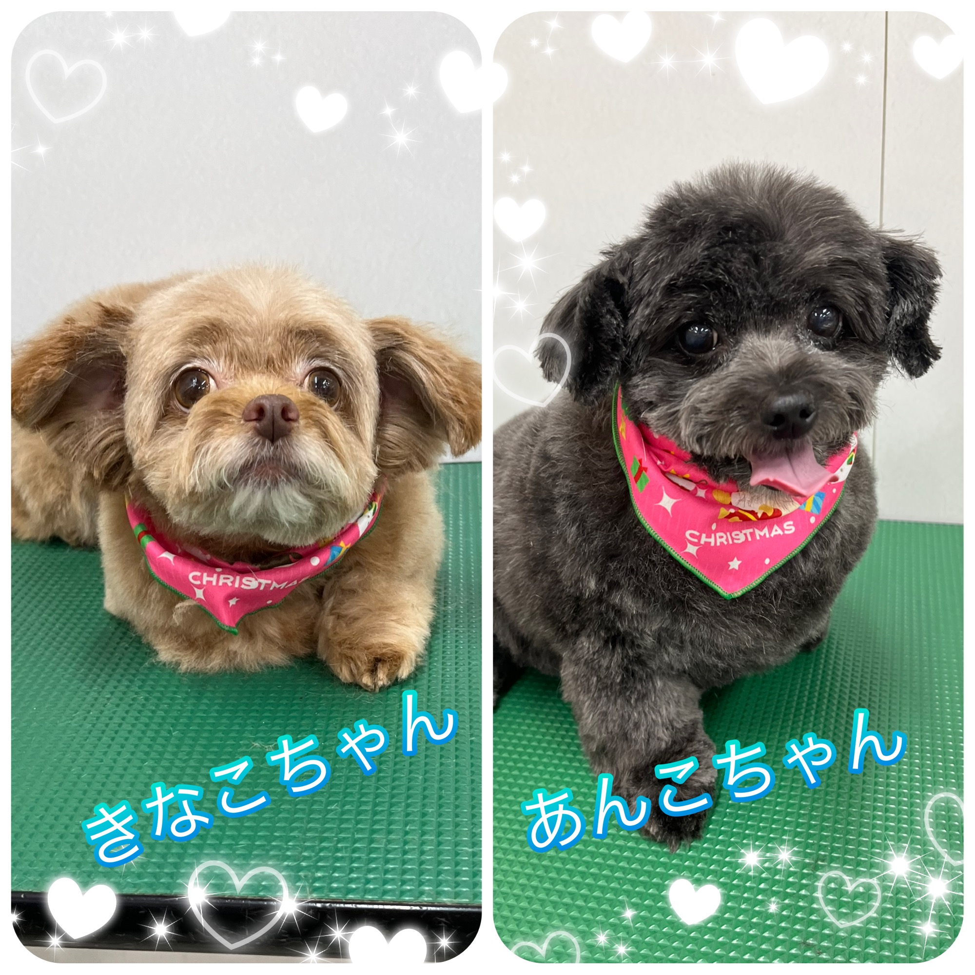 ＊あんこちゃん・きなこちゃん専用＊ あんこちゃん・きなこちゃん専用＊ 【公式通販】