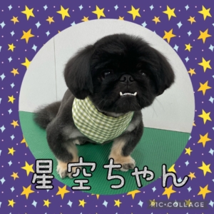 ★星空(クロ)ちゃん★