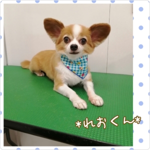 *れおくん*