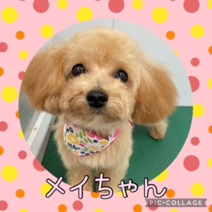 ★メイちゃん★