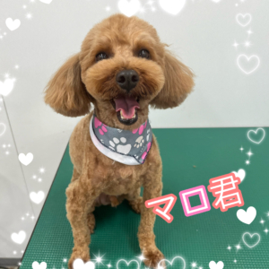 ♠︎マロ君♠︎
