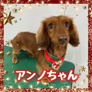 ♤アンノちゃん♤