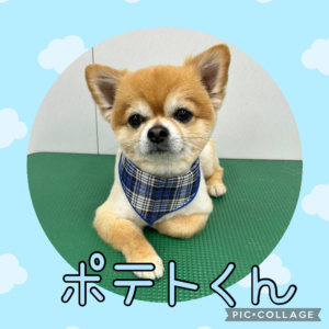 ★ポテトくん★
