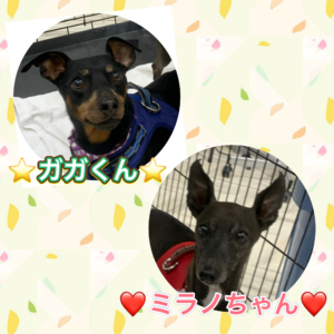 ⭐︎ガガくん⭐︎♡ミラノちゃん♡
