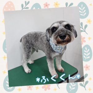 *ふくくん*