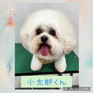 小太郎くん🍎