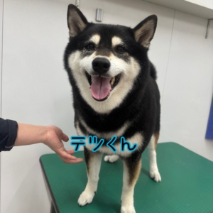 テツくん☀️