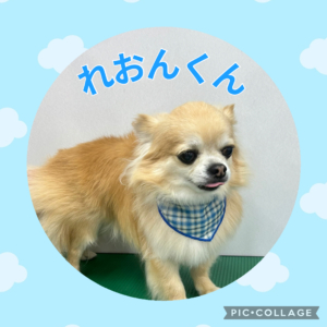 🌟れおんくん🌟