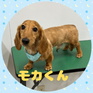 モカちゃん