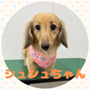 ♡シュシュちゃん♡