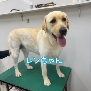 ⭐️レンちゃん⭐️