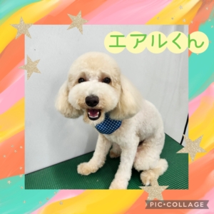 エアルくん
