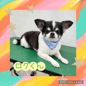 ロクくん