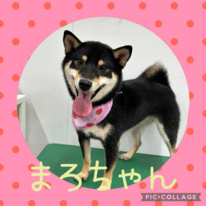 ★まろちゃん★