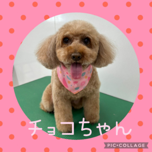 ★チョコちゃん★