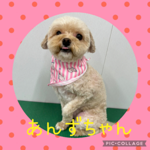 ★あんずちゃん★