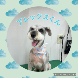⭐️アレックスくん⭐️