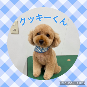 クッキーくん