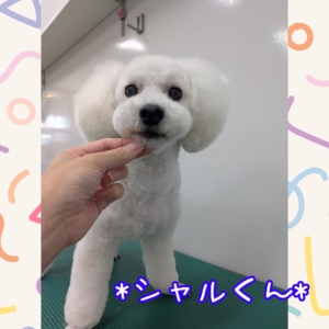 *シャルくん*