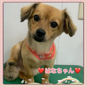♡はなちゃん♡