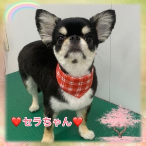 ♡セラちゃん♡