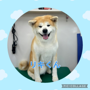 リキくん