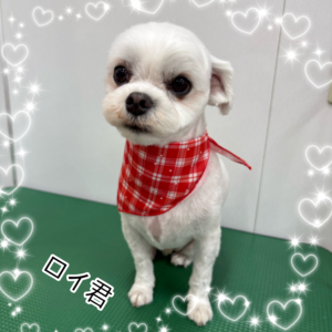 ♠︎ロイ君♠︎