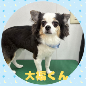 ⭐︎大福くん⭐︎