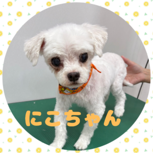 ♡にこちゃん♡