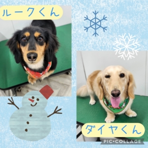 ダイヤくんルークくん