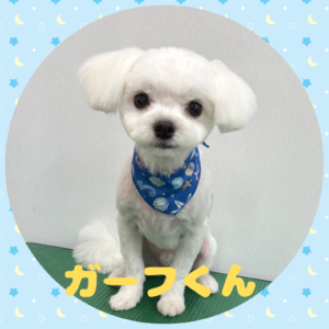 ⭐︎ガーフくん⭐︎