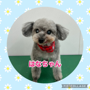 はなちゃん
