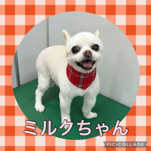 ★ミルクちゃん★
