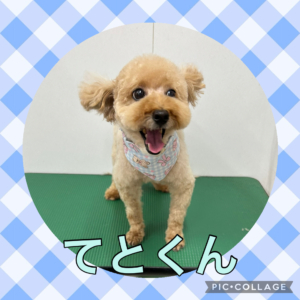 ★てとくん★