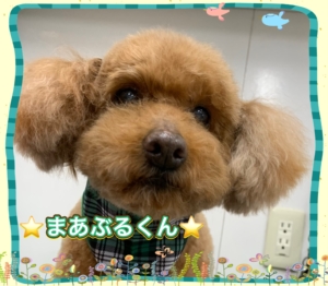 ⭐︎まあぶるくん⭐︎