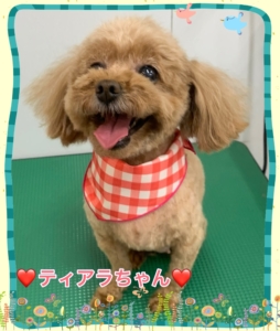 ♡ティアラちゃん♡