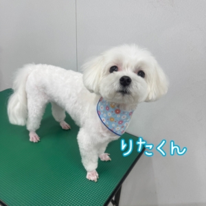 🌈りたくん🌈