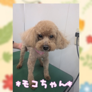 *モコちゃん*