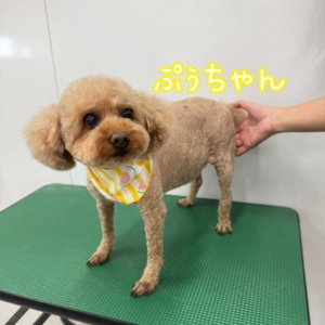🍯ぷぅちゃん🍯