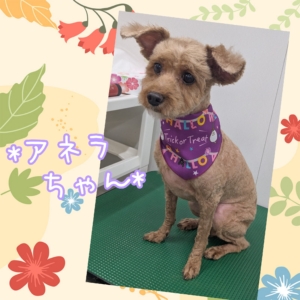 *アネラちゃん*