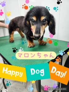 マロンちゃん🌰