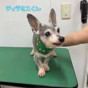 ⭐️ティラミスくん⭐️