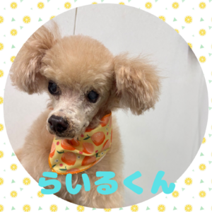 ⭐︎らいるくん⭐︎