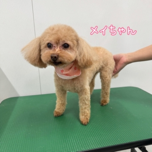 🎀メイちゃん🎀