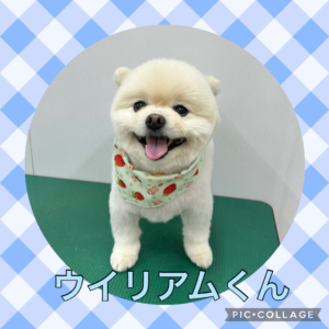 ★ウイリアムくん★