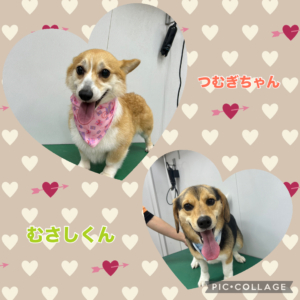 こむぎちゃん　むさしくん