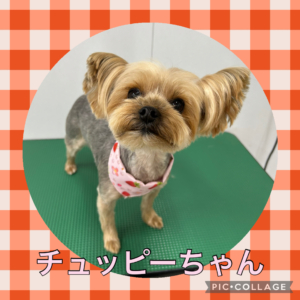 ★チュッピーちゃん★