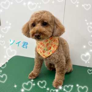 ♠︎ソイ君♠︎