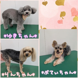 *ゆきちゃん＆りんちゃん＆ぷてぃちゃん*